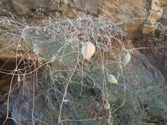 Gonolobus arizonicus