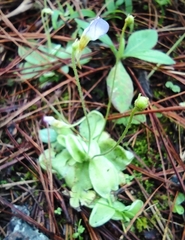 Pinguicula lilacina