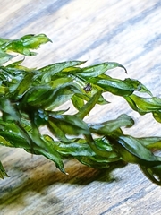 Cinclidotus fontinaloides