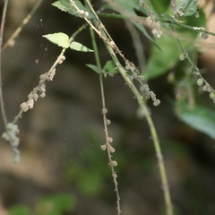 Priva mexicana