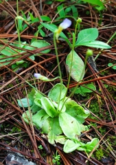 Pinguicula lilacina