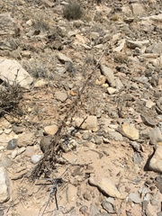 Phacelia sivinskii