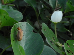 Ludwigia helminthorrhiza