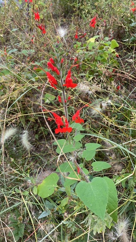 Salvia exserta