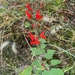 Salvia exserta - Photo (c) animalejo2020, algunos derechos reservados (CC BY-NC)