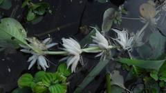 Ludwigia helminthorrhiza