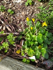 Ficaria verna calthifolia