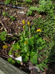 Ficaria verna calthifolia