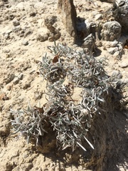 Oreocarya fulvocanescens