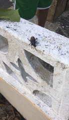 Solenoptera