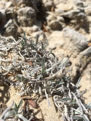 Oreocarya fulvocanescens