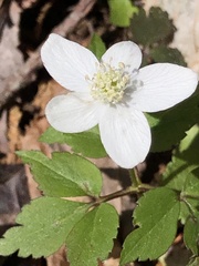 Anemonoides quinquefolia