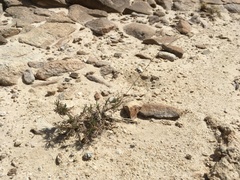 Thelesperma longipes