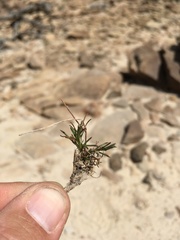 Thelesperma longipes