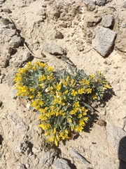 Physaria newberryi yesicola