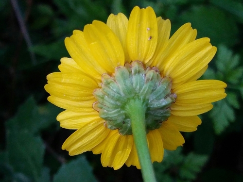Mediterranean Marigold