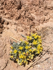 Physaria newberryi yesicola