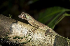 Anolis capito