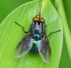 Sarconesiopsis magellanica