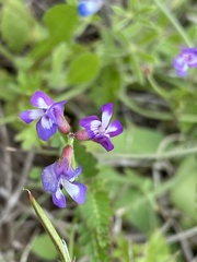 Astragalus leptocarpus