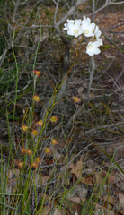 Drosera huegelii