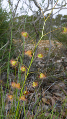 Drosera huegelii