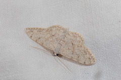 Scopula alba