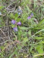 Astragalus leptocarpus
