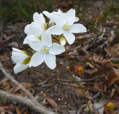 Drosera huegelii