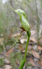 Pterostylis barbata
