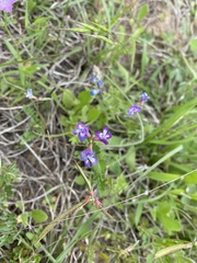 Astragalus leptocarpus