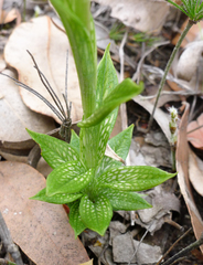 Pterostylis barbata