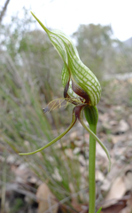 Pterostylis barbata