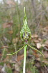 Pterostylis barbata