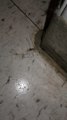 Pholcus phalangioides