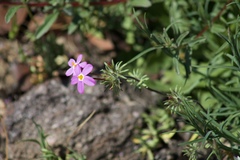 Leptosiphon latisectus