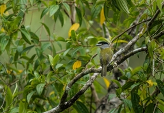 Pachyramphus viridis