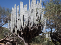 Pachycereus weberi