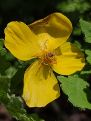 Stylophorum diphyllum