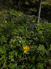 Stylophorum diphyllum