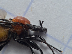 Bibio anglicus