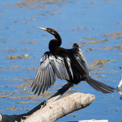 Anhinga novaehollandiae