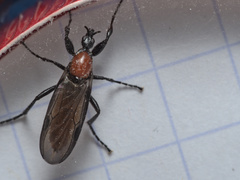 Bibio anglicus