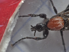 Bibio anglicus