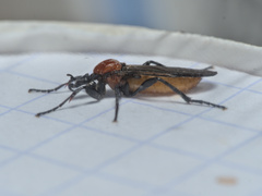 Bibio anglicus
