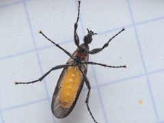 Bibio anglicus