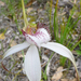 White Spider Orchid - Photo (c) Keir Morse, some rights reserved (CC BY-NC-ND), uploaded by Keir Morse