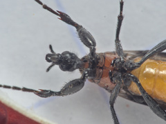Bibio anglicus