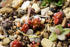 Sedum cespitosum