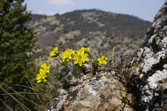 Draba cuspidata